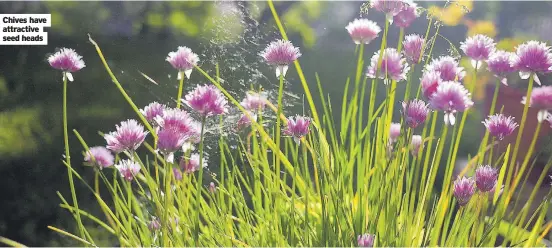  ?? ?? Chives have attractive seed heads