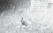  ?? CONFEDERAT­ED SALISH AND KOOTENAI TRIBES ?? A snowshoe hare pauses outside of an animal crossing in Montana.