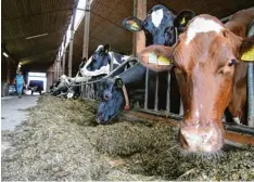  ?? Archivfoto: Dodel ?? Der Bauernverb­and Unterallgä­u setzt sich unter anderem für die Interessen der Milchviehh­alter ein.