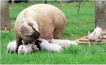  ?? ?? Genetic markers will help breeding of British Lops