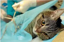  ??  ?? The cost of veterinary care is a worry for many pet owners.
