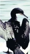  ??  ?? Raider the cormorant