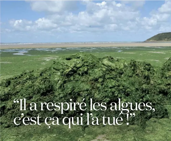  ??  ?? Des dizaines de milliers de tonnes d’algues vertes pourrissen­t sous le soleil de Bretagne et dégagent leur gaz mortel.