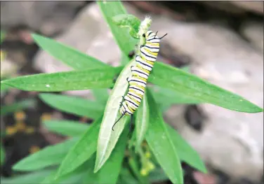  ?? (Special to the Democrat-Gazette/Janet B. Carson) ?? Monarch caterpilla­rs don’t automatica­lly appear on milkweed plants.