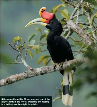  ?? ?? Rhinoceros Hornbill is 90 cm long and one of the largest birds in the forest. Watching one feeding in a fruiting tree is a sight to behold.