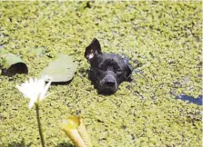  ??  ?? EN PELIGRO. Las mascotas, como perros, se han convertido en carnada viva para los cocodrilos.