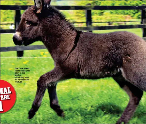  ??  ?? GIFT OF LIFE: Foal Lockie was born in the Mallow sanctuary after his mother was rescued