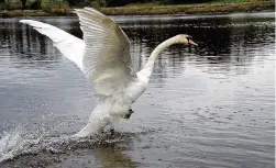  ??  ?? Freedom Fully recovered, the swan is released into the wild