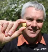  ?? Image: CSIRO. ?? A 1 ounce gold ingot from CSIRO’s first cyanide and mercury-free gold pour.