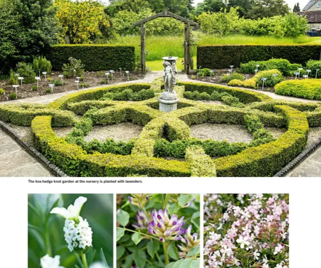  ??  ?? The box-hedge knot garden at the nursery is planted with lavenders. From left: white-flowered Lavandula stoechas ‘Snowman’ flowers from late spring to late summer; Glycyrrhiz­a glabra, or liquorice, is a member of the pea and bean family; the dainty...