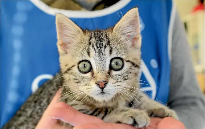  ?? CHRISTINE WALSH/ STUFF ?? Luigi the orphan kitten is thriving after being rescued from the dump.