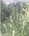  ??  ?? Cannabis plants were recovered in a house raid