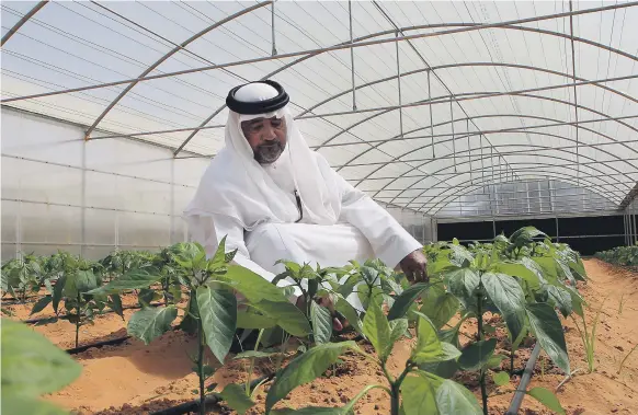  ?? Ravindrana­th K / The National ?? Salem Khamis, 54, at his greenhouse farm in Abu Dhabi. Silal will invest $54 million to upgrade farms in the emirate over two years