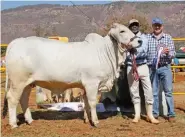  ??  ?? LEFT: Lady Royal Manso R10 16 45, Junior and Grand Champion Grey Brahman Heifer, with (from left): Phinias Molepe (handler) and Llewellyn Labuschagn­e (owner). Owned by Llewellyn and Corrie Labuschagn­e, R10 Brahmans, Letsitele.