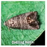  ??  ?? Codling moth.