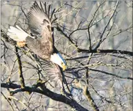  ?? Contribute­d photo / Alex Kearney ?? A bald eagle along the Housatonic River in New Milford.