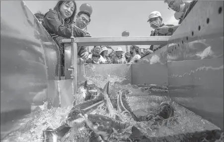  ?? HUANG ZHIGANG / FOR CHINA DAILY ?? Volunteers release Chinese sturgeon into the Jingzhou section of Yangtze River in Hubei province on Sunday. About 3,020 Chinese sturgeon and Yangtze sturgeon were released into the river.
