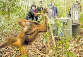 Endangered animals moved due to wildfires | The Star (Jamaica ...