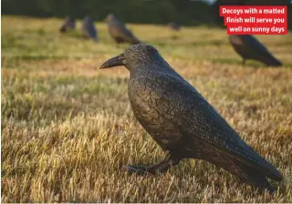  ??  ?? Decoys with a matted finish will serve you well on sunny days