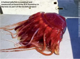  ??  ?? A helmet jellyfish is weighed and measured on board the R/V Gunnerus in Norway as part of the GoJelly Project