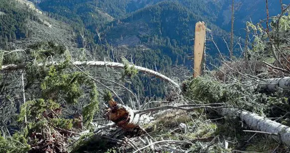  ??  ?? Natura ferita Gli alberi distrutti dalla tempesta Vaia in Trentino-Alto Adige. Centinaia di ettari di bosco rasi al suolo in poche ore hanno cambiato il volto del paesaggio