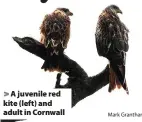 ?? Mark Grantham ?? A juvenile red kite (left) and adult in Cornwall
