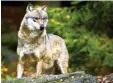  ?? Foto: dpa ?? Ein Wolf im Bayerische­n Wald.