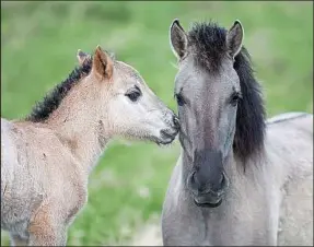  ??  ?? Les chevaux restent très proches de leurs poulains pour les protéger.