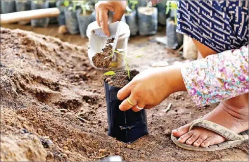  ?? HEAN RANGSEY ?? Gardeners can start planting vegetables through approaches such as organic gardening on small plots.