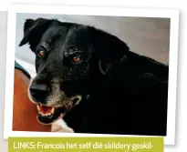  ??  ?? LINKS: Francois het self dié skildery geskilder en sê jou gunsteling­e moet in die gastebadka­mer hang. BO: Sy labrador, Bonnie.