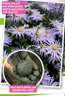  ??  ?? Asters are just one of the plants that’ll appreciate rich clay soil Clay soil is sticky and moulds into a ball