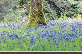  ??  ?? Bluebells at Crarae. 25_c21crarae0­2_bluebells