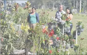  ??  ?? Una de las últimas ferias realizadas por los floriculto­res de Caacupé al costado de la Ruta 2.