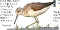  ??  ?? Greenshank