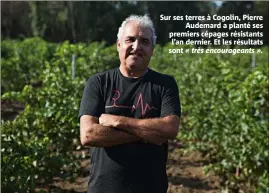  ??  ?? Sur ses terres à Cogolin, Pierre Audemard a planté ses premiers cépages résistants l’an dernier. Et les résultats sont « très encouragea­nts ».