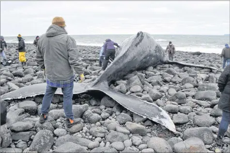  ?? SARA ERICSSON ?? Members of the Marine Animal Response Society examine the tail area of the humpback whale carcass that was found beached March 18 near Harbourvil­le. The water has pushed the carcass hundreds of feet from its original location.
