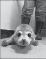  ?? DAILY LI XUEJIN / FOR CHINA ?? The seal pup at a marine rescue center in Dalian, Liaoning province.