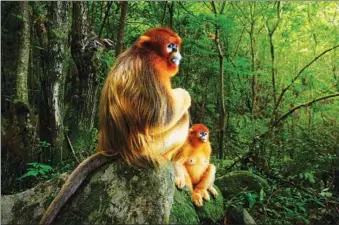  ?? MARSEL VAN OOSTEN / FOR CHINA DAILY ?? Two golden snub-nosed monkeys look on as members of their troop fight among the treetops, deep in the Qinling Mountains of Central China. The image won top prize at this year’s Wildlife Photograph­er of the Year Award.