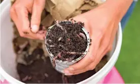  ?? Photograph: Samuel Kirby ?? Composting worms can eat up to half their body weight in organic waste a day.