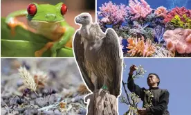  ?? Photograph: Alamy, Getty Images, Shuttersto­ck ?? Clockwise from top left: a frog from Panama; a close-up of coral; hand-pollinatin­g pear trees in China; pest-eating ants; and an Indian white-rumped vulture.