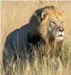  ??  ?? The death of Xanda the lion has sparked similar outrage to the shooting of his famous father Cecil two years ago.