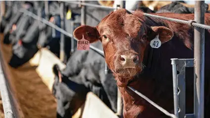  ?? Nati Harnik / Associated Press ?? Cattle occupy a feedlot in Columbus, Neb. Meat production has rebounded from its low point during the coronaviru­s pandemic when dozens of plants were closed, but experts say consumer prices are likely to remain high.