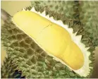  ??  ?? Durian, which are pollinated by fruit bats, are being cultivated to meet demand from China.