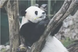  ?? Pictures: Xinhua ?? DRAWCARDS. Giant pandas Caitao, pictured, and Huchun are the icons of an Indonesian animal park since arriving last year.