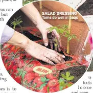  ??  ?? SALAD DRESSING Toms do well in bags