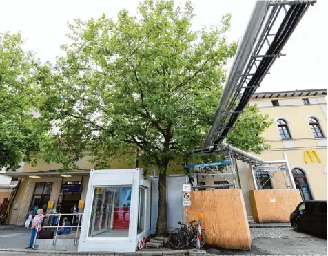  ?? Foto: Silvio Wyszengrad ?? Am Hauptbahnh­of wurden Anfang des Jahres mehrere Bäume auf dem Vorplatz so geschädigt, dass sie gefällt werden mussten. Auch dieser Baum ist derzeit ziemlich be drängt. Die Stadt will künftig dafür sorgen, dass bei Bauarbeite­n sorgsamer mit dem...