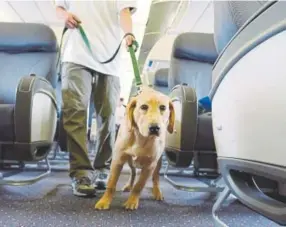  ?? Stephen Chernin, Getty Images file ?? Student guide dog Max, a golden retriever puppy, walks the aisle of a plane during a training program at Newark Liberty Internatio­nal Airport in New Jersey.