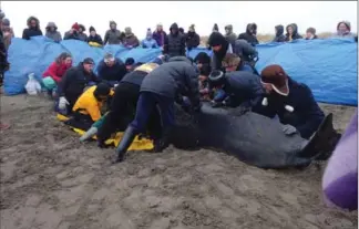  ?? BEVERLY REID, MARINE ANIMAL RESPONSE SOCIETY, THE CANADIAN PRESS ?? A pilot whale was first spotted by someone walking on the Rainbow Haven Beach in Cow Bay, N.S., on New Year’s Day. About 100 people helped it back into the sea.