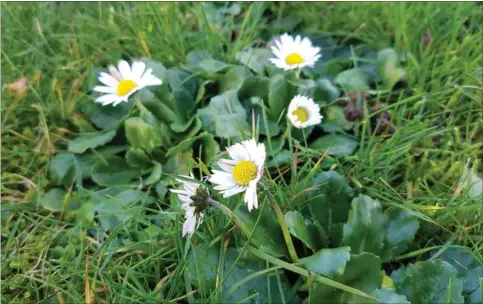  ?? FOTO: MORTEN D.D. HANSEN ?? Bellis er en hårdfør, lille bandit, som trofast stikker snuden op i graesplaen­en og ufortrøden­t insisterer på at blomstre, hver gang de er blevet halshugget af plaeneklip­peren.