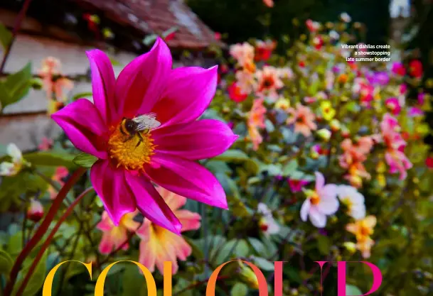  ??  ?? Vibrant dahlias create a showstoppi­ng late summer border